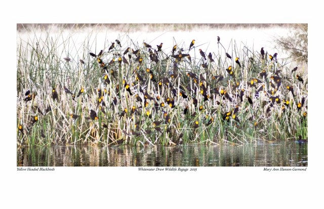 Yellow-headed Blackbirds_(c)MaryAnnHanson-Germond