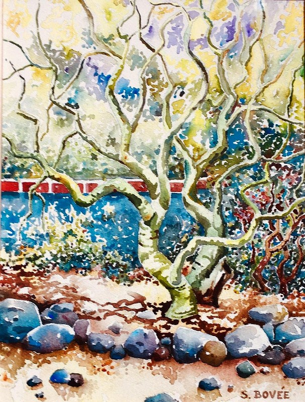 Palo_Verde_(c)_Steve_Bovee