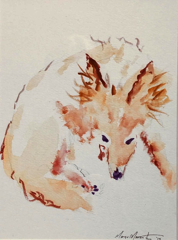 Teddy_Watching_(c)_Margo-Macartney