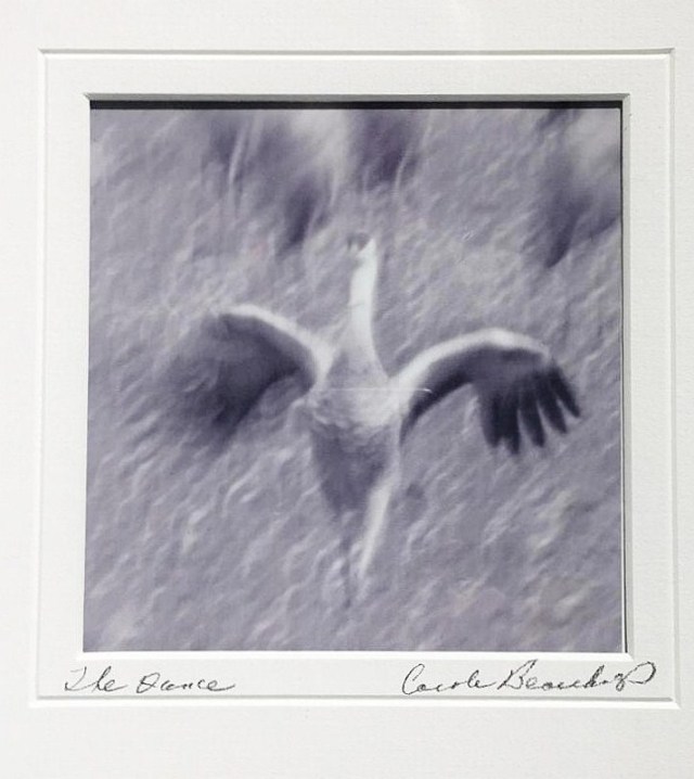 The Dance (c) Carole Beauchamp