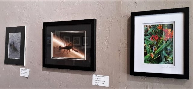 Photographs by Carole Beauchamp